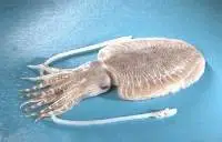 Cuttlefish whole & Cleaned