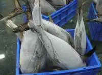 Frozen Yellow Fin Tuna Whole Round Big Size