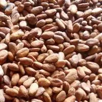 Cocoa Beans