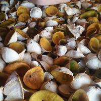 Lemon Peel
