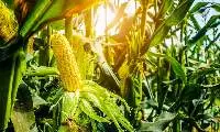 Corn (Field Corn)