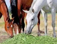 Alfalfa Hay
