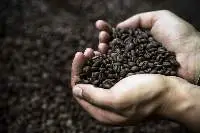 Organic Coffee