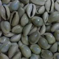 Cowrie Shells