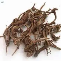 Brown Anacyclus Pyrethrum Pelletary Root