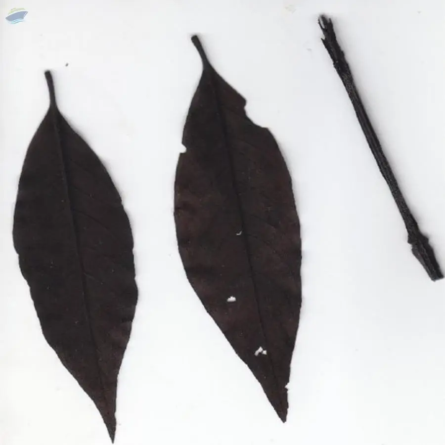 Dried Nirgundi Leaves