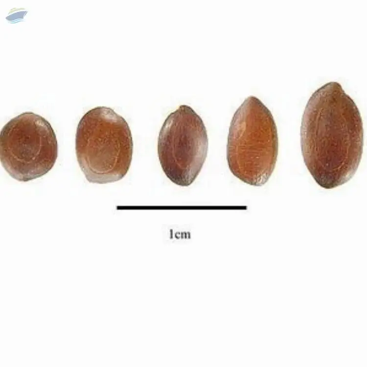 Natural Brown Prosopis Cineraria Shami Seeds