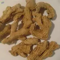 Zingiber Officinale Ginger