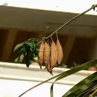 Semal Musli Root Bombax Ceiba