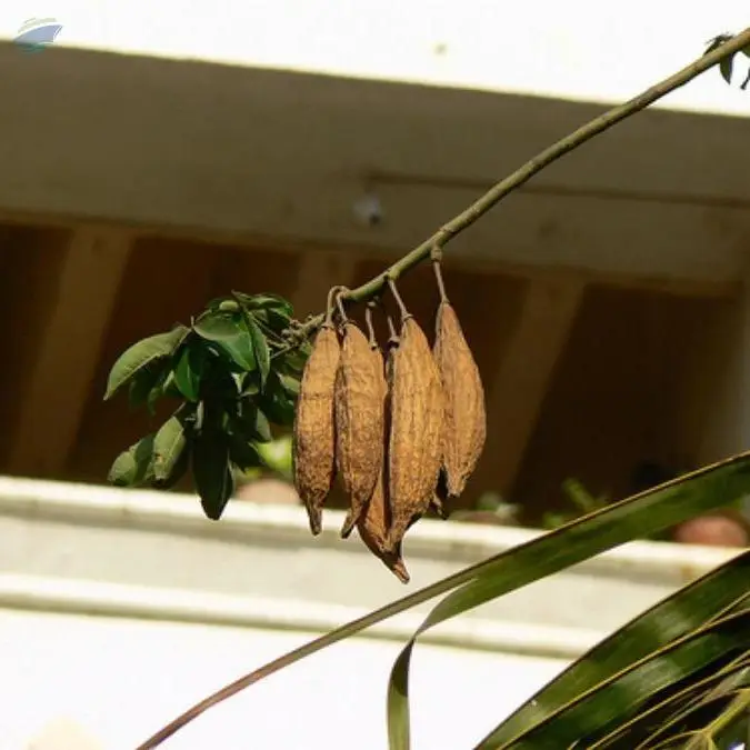 Semal Musli Root Bombax Ceiba