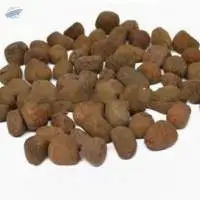 Chaulmoogra Seeds (Hydnocarpus wightianus)