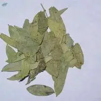 Green Cassia Angustifolia Senna
