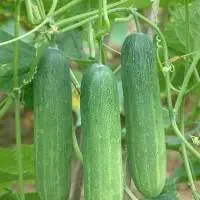 Cucumber