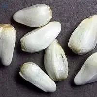 NT Safflower Seeds