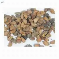 NT Rose Seed