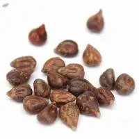 NT Dried Grape Seeds, For Ayurveda