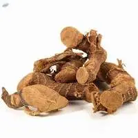 Pale Yellow Khulanjan Alpinia Galangal