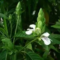 Vasaka( Adhatoda Vasica)