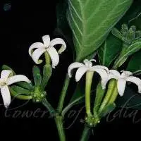 Indian Mulberry (Morinda Pubescens)