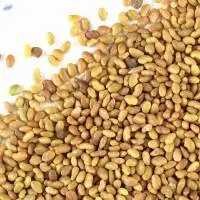 Alfalfa Grass Seeds Medicago Sativa