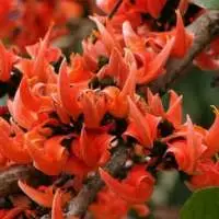 Tesu-Phhol (Butea Monosperma)