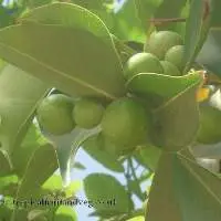 NT Natural Lasunda Fruit Cordial