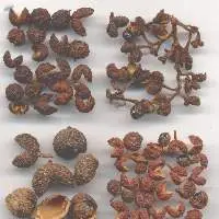 TejPhal(Zanthoxylum Alatum),