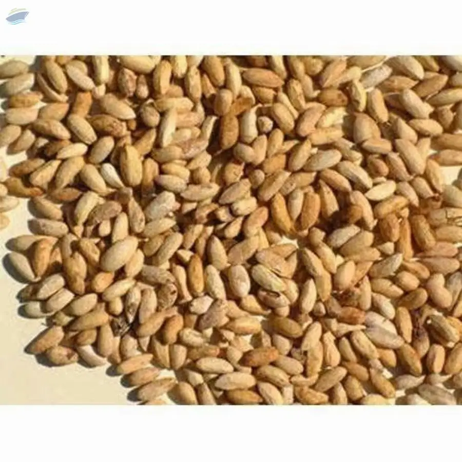 Neem Seeds Azadirachta Indica