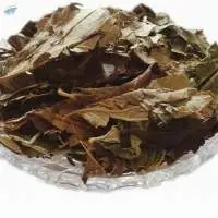 Paarijat / Harshringar Leaves