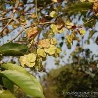 Dry Chilbil Seed / Indian Elm for Ayurvedic