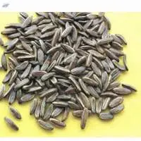 Gulmohar Flower Seeds