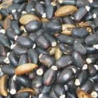 Jatropha Seeds(Jatropha Curcas)
