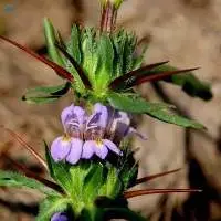 Neermulli (Hygrophila Auriculata) Seed