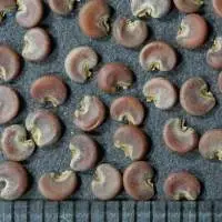 Khatmi Seed (Althaea Officinalis)