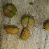 Gotukola Centella Asiatica