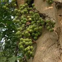 NT Goolar (Ficus Racemosa)