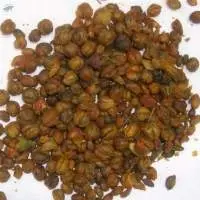 Jyotishmati (Celastrus Paniculatus)