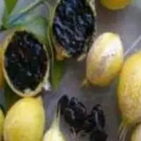 Manphal Herb