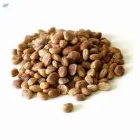 Chironji Dry Fruits