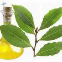 Bay Leaf and Bay Leaf Oils
