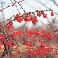 Barberry Berberis Aristata