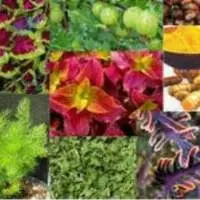 Powder Natural Herbal Extracts