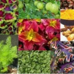 Powder Natural Herbal Extracts
