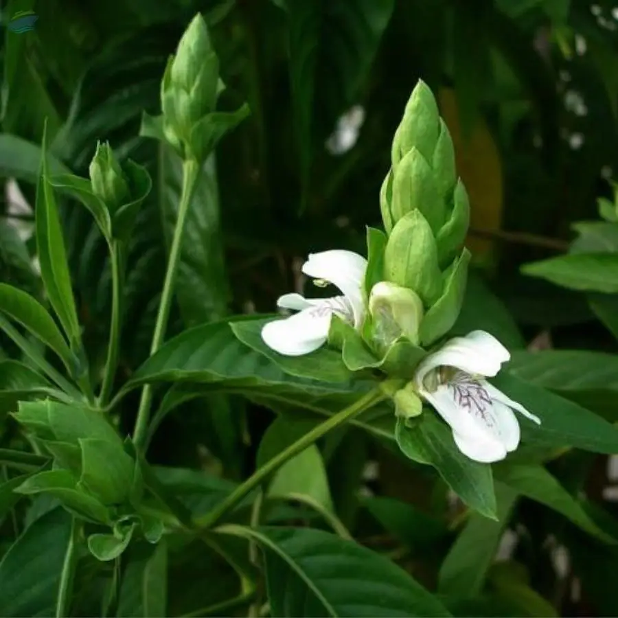 Vasaka( Adhatoda Vasica)