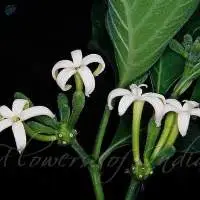 Indian Mulberry(Morinda Pubescens)