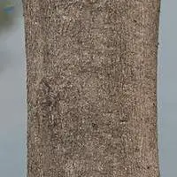 Natural Gambhari Bark (Gmelina Wood)