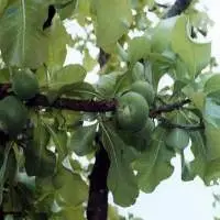 Natural Baikumbha Fruit