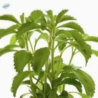 Stevia Leaf Powder