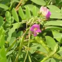 Sharpunkha (Wild Indigo)