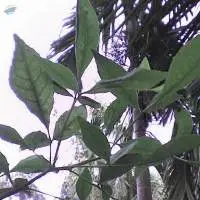 Outside Green Bilva Leaves